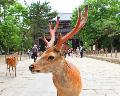 Deer Park Nara