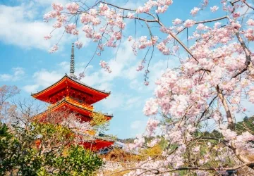 Japan Cherry Blossom