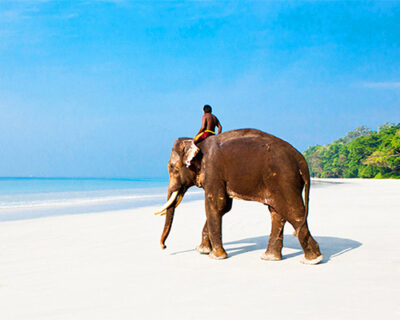 elephant-beach