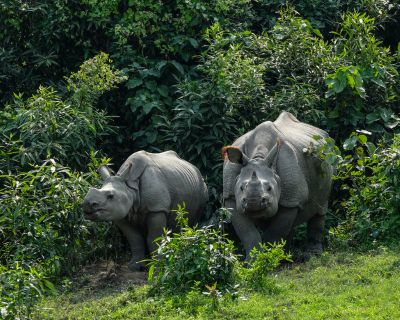 Kaziranga