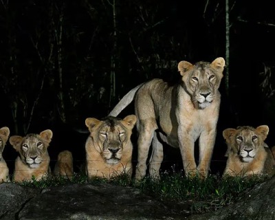 SingaporesliderNightSafari
